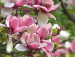 ~Magnolia~