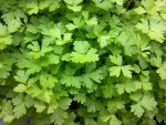parsley