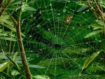 ~Spider's Web~