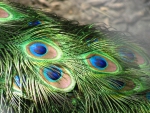 PEACOCK FEATHERS