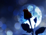 BLUE MOON RED ROSE