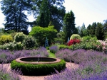 Lavender Garden