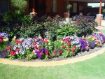 Petunias in a flower border