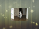 Graceful Dancing Cat