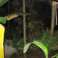 An orchard at midnight