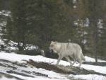 Quebec Wild Wolf