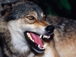 Snarling Wolf