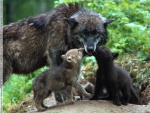Timber Wolves with Cubs