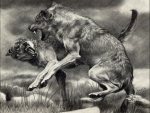 Drawing of two Fighting Wolves
