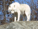 White Wolf on a Rock looking Down