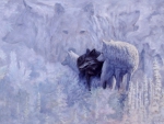 White Wolf Black Wolf