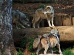 Wolves walking on a tree stump