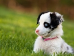 BLUE EYED PUP