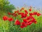 ~ Red poppies ~