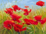 Poppies