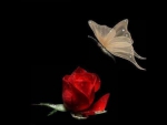 Rose with butterfly