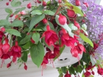 Flowers in Hanging Basket 01