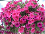 Flowers in Hanging Basket 02