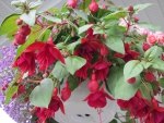 Flowers in Hanging Basket 04