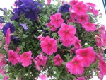 Flowers in Hanging Basket 05