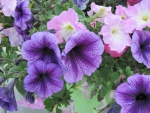 Flowers in Hanging Basket 11