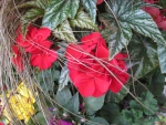 Flowers in Hanging Basket 12