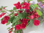 Flowers in Hanging Basket 20