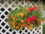 Flowers in Hanging Basket 27