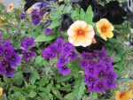 Flowers in Hanging Basket 33