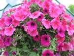 Flowers in Hanging Basket 34