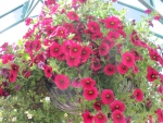 Flowers in Hanging Basket 39
