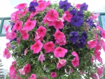 Flowers in Hanging Basket 40