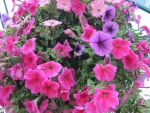 Flowers in Hanging Basket 41