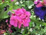 Flowers in Hanging Basket 44