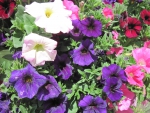 Flowers in Hanging Basket 45