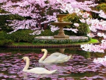Blossoms and swans