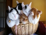 Basket of furrr