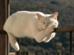 Funny Sleeping Cat
