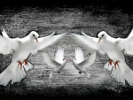 White Doves