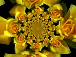 Yellow Roses