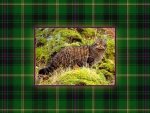 Scottish Wild Cat
