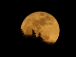 FULL MOON UPON THE TREES