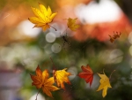 AUTUMN BOKEH FOLIAGE