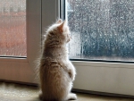 Watching the rain...