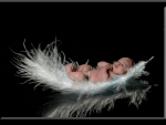 ~Baby On The Feather~