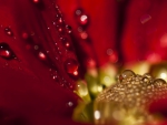 A DROP FOR RED DAHLIA