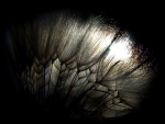 MACRO FEATHER