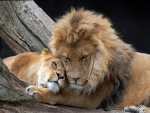 lion love