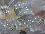 SILVER LEAVES AFTER RAIN