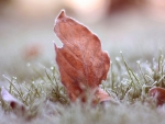 FROSTED LEAF